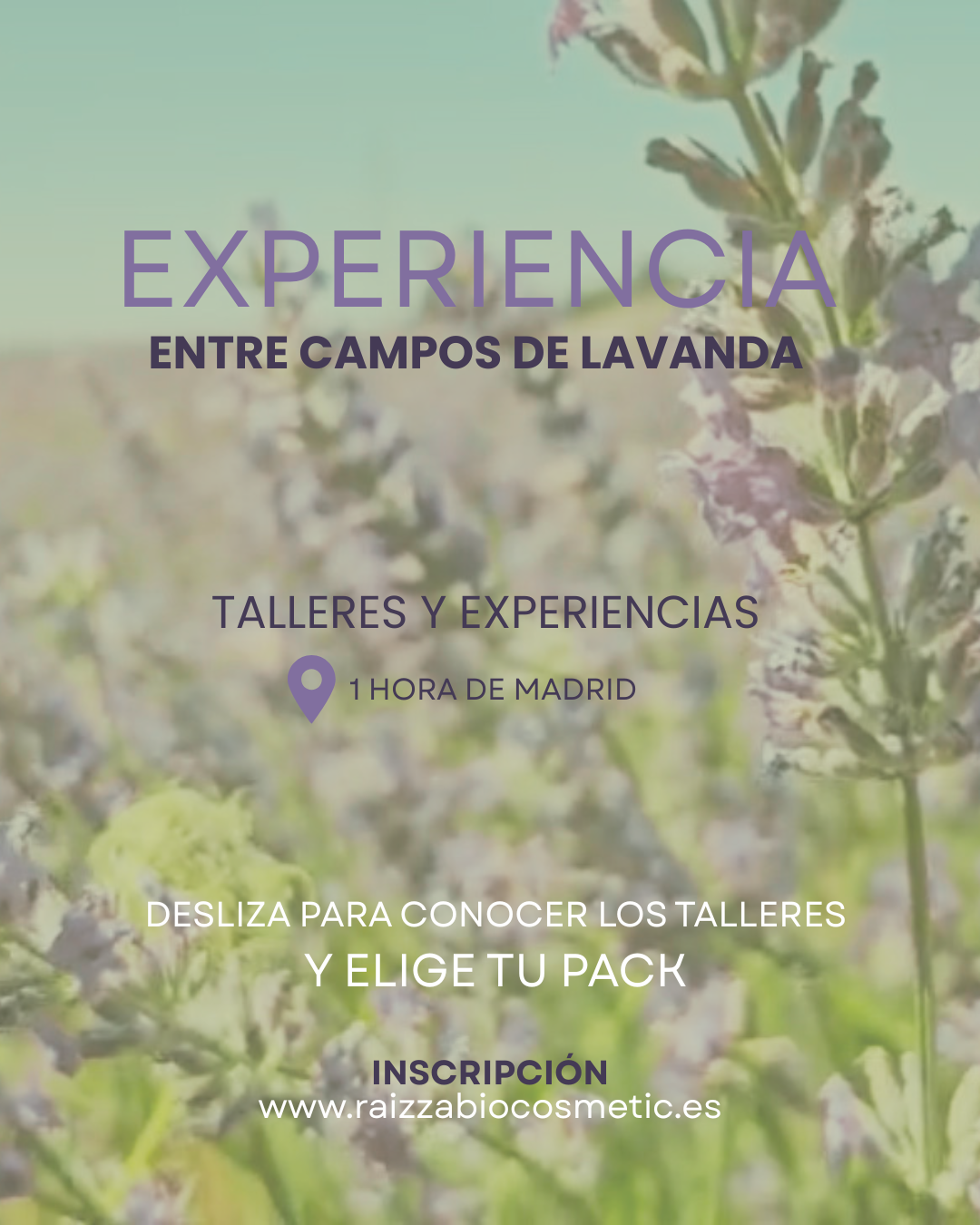 Experiencias/Talleres Campos de Lavanda